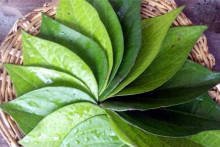 Mẹo dân gian đơn giản cực hay TRỊ HĂM cho trẻ sơ sinh bằng lá khế và lá trầu, các mẹ bỏ túi ngay nhé!