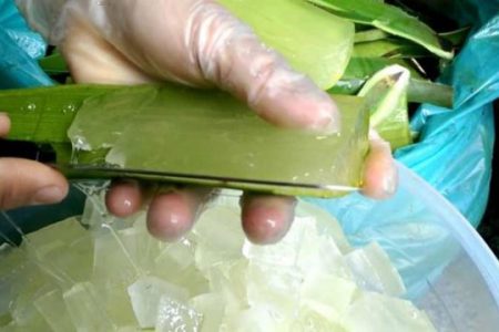 Nhiều người không biết Lô hội là ‘báu vật’ vì 13 công dụng tuyệt vời này