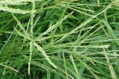 Nhà nào có bà bầu và con nít mà không biết đến loại cỏ này coi như phí cả núi vàng