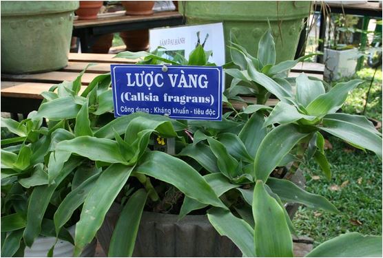 Cây lược vàng