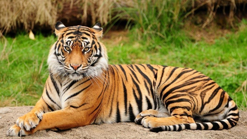 Top 10 loài động vật lạ cực xinh đẹp bật nhất thế giới 2