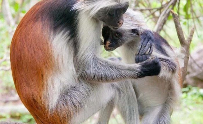 khi-do-colobus-60285