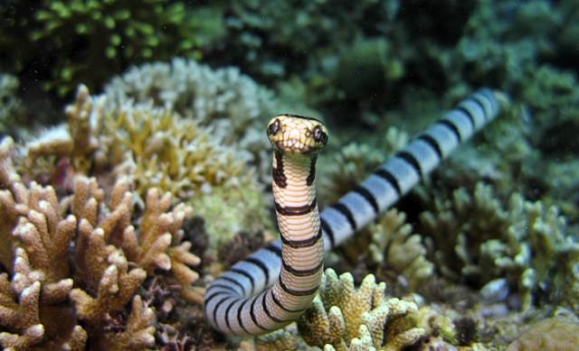 Sự thật về 10 loài rắn có nọc độc nguy hiểm nhất trên thế giới 1