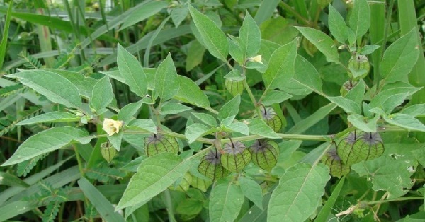 Cây tầm bóp