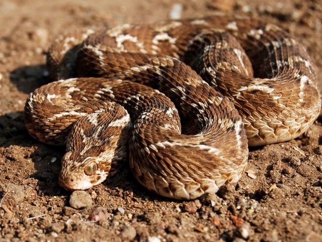 Sự thật về 10 loài rắn có nọc độc nguy hiểm nhất trên thế giới 10