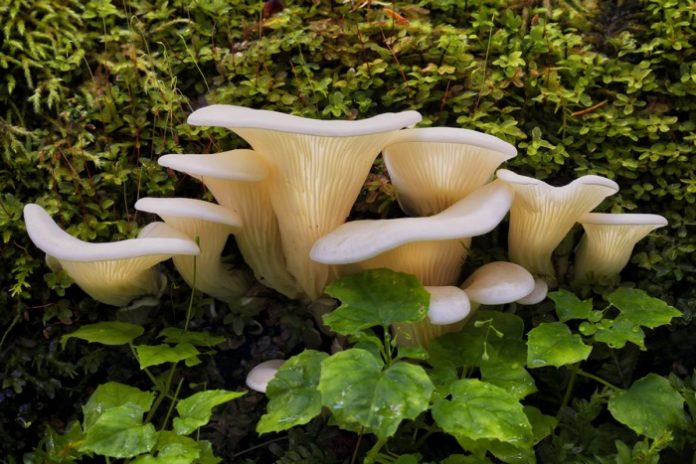 Thận trọng với 10 loại nấm kỳ độc nhất thế giới bạn sẽ chết nếu ăn phải chúng 2
