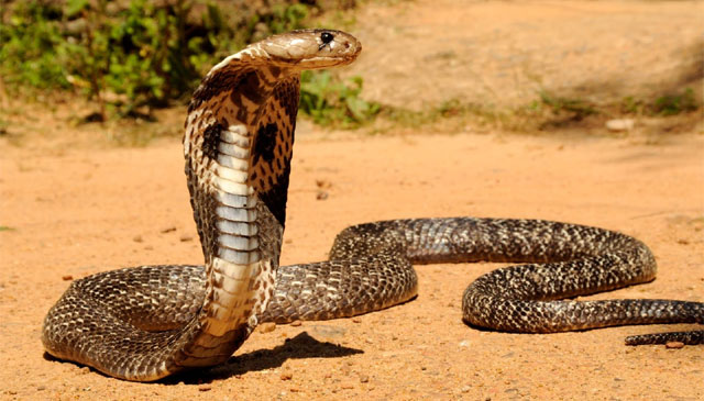 Sự thật về 10 loài rắn có nọc độc nguy hiểm nhất trên thế giới 2