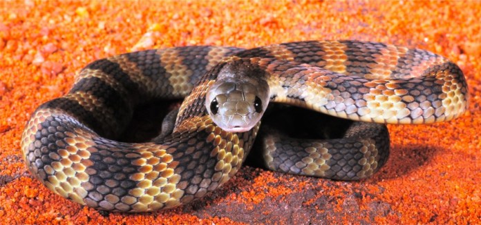 Sự thật về 10 loài rắn có nọc độc nguy hiểm nhất trên thế giới 3