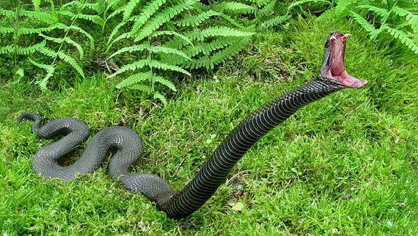 Sự thật về 10 loài rắn có nọc độc nguy hiểm nhất trên thế giới 4