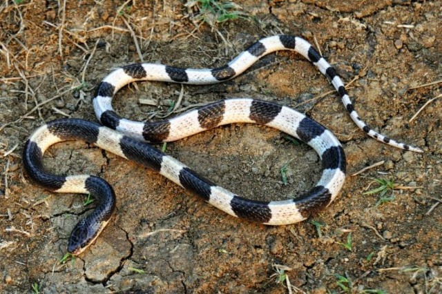 Sự thật về 10 loài rắn có nọc độc nguy hiểm nhất trên thế giới 5