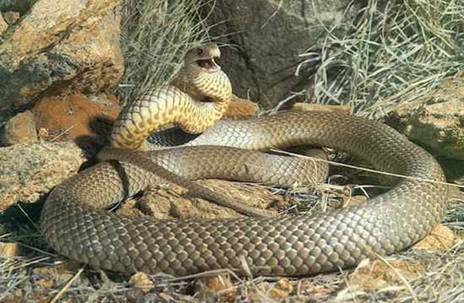 Sự thật về 10 loài rắn có nọc độc nguy hiểm nhất trên thế giới 6