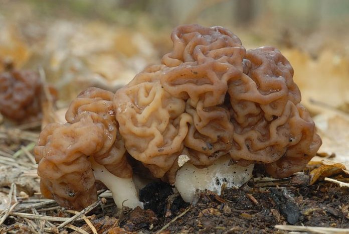 Thận trọng với 10 loại nấm kỳ độc nhất thế giới bạn sẽ chết nếu ăn phải chúng 8