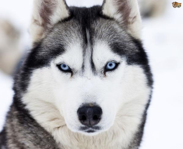 Top 10 giống chó nguy hiểm và hung dữ nhất thế giới bạn nên biết 6
