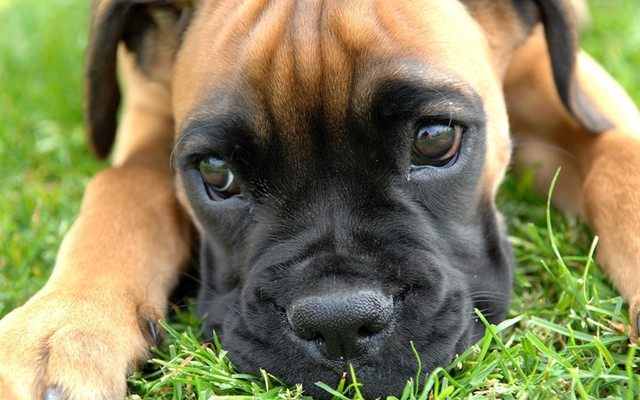 Top 10 giống chó nguy hiểm và hung dữ nhất thế giới bạn nên biết 9