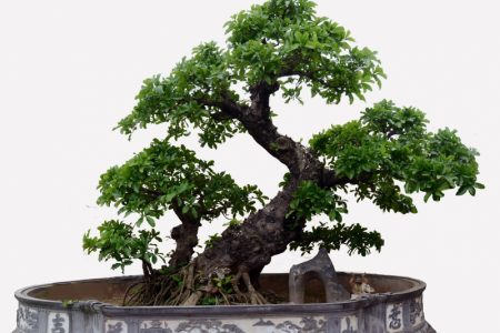 Top 10 thế uốn cây cảnh, bonsai được ưa chuộng nhất hiện nay ...