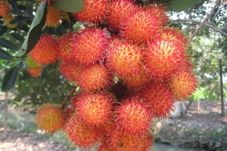 Top 10 tác dụng tuyệt vời của chôm chôm bạn nên biết