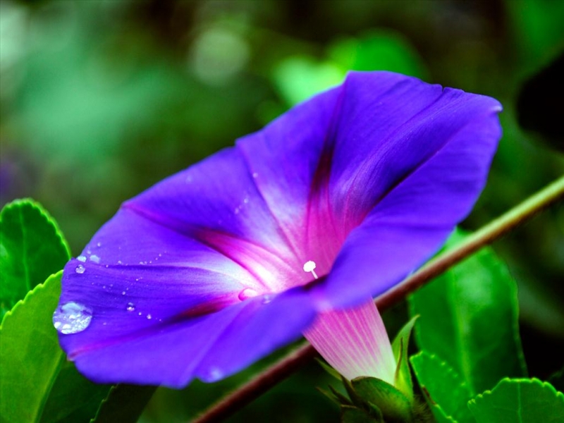Mê mẩn trước vẻ đẹp của 10 loài hoa màu tím đẹp nhất thế giới