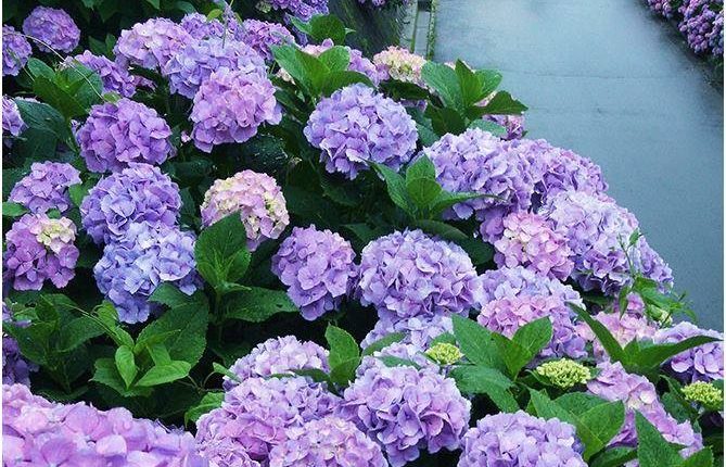 Mê mẩn trước vẻ đẹp của 10 loài hoa màu tím đẹp nhất thế giới
