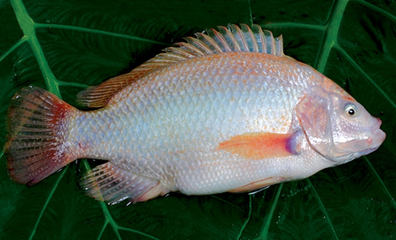 Tổng hợp 10 loài cá ngon nhất Việt Nam mà ai ăn cũng mê 5