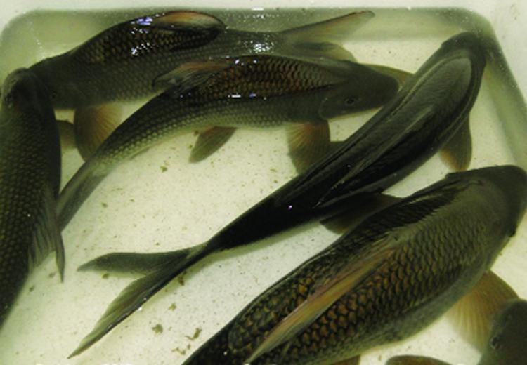 Tổng hợp 10 loài cá ngon nhất Việt Nam mà ai ăn cũng mê 7