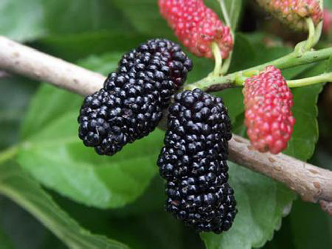 Trái dâu tằm (tên khoa học là Morus alba, họ Moraceae) có vị ngọt, tính hàn, không độc.